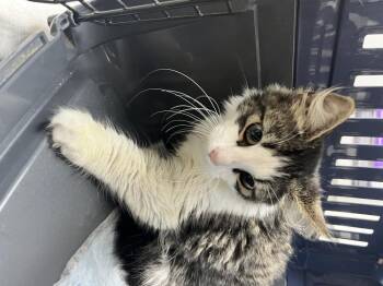 Bartholomew -  Domestic Long Hair Cat for Adoption in Deltona, Florida - Bartholomew | PetCurious