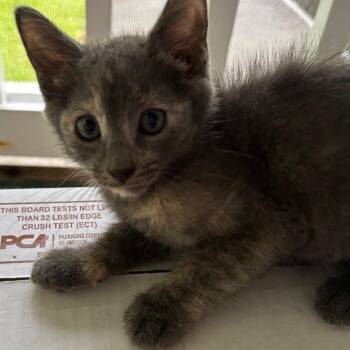 Petunia -  Domestic Short Hair Cat for Adoption in Volcano, Hawaii - Petunia | PetCurious