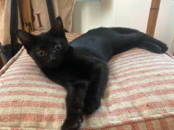 Reese -  Domestic Short Hair Cat for Adoption in Hudson, New York - Reese | PetCurious