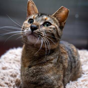 Domestic Short Hair Cats Available for Adoption in Gainesville, Georgia - Dinah | PetCurious