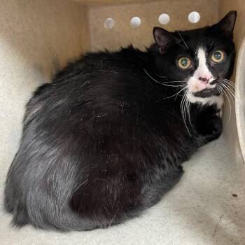 Lil Girl -  Domestic Short Hair Cat for Adoption in Roanoke, Virginia - Lil Girl | PetCurious