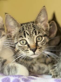 Ring -  Domestic Short Hair Cat for Adoption in Menomonie, Wisconsin - Ring | PetCurious