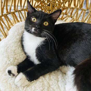 Rocket -  Domestic Short Hair Cat for Adoption - Rocket | PetCurious