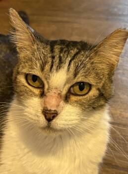 GREYSON -  Tabby Cat for Adoption in Prescott, Arizona - GREYSON | PetCurious