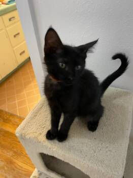 Stormy -  Domestic Short Hair Cat for Adoption in Richland Hills, Texas - Stormy | PetCurious