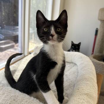 Rescue Tuxedo and Domestic Short Hair Cats for Adoption in Sacramento, California - Henri | PetCurious