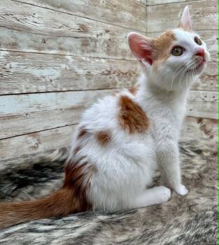 Domestic Medium Hair Cats Available for Adoption in Lexington, Kentucky - Bruce | PetCurious
