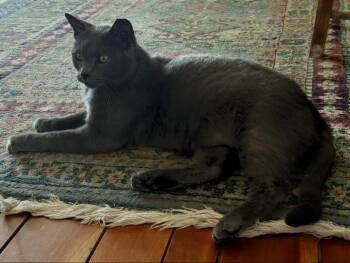 Romeo -  Domestic Short Hair and Russian Blue Cat for Adoption in San Jose, California - Romeo | PetCurious