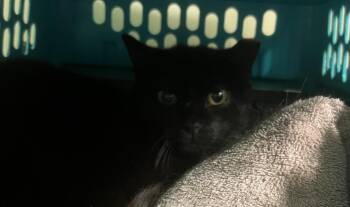 Bobby Vantine -  Domestic Short Hair Cat for Adoption in Windsor, Connecticut - Bobby Vantine | PetCurious
