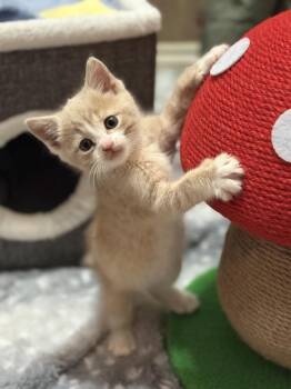 Dutton -  Domestic Short Hair Cat Available for Adoption in Mount Laurel Township, New Jersey - Dutton | PetCurious