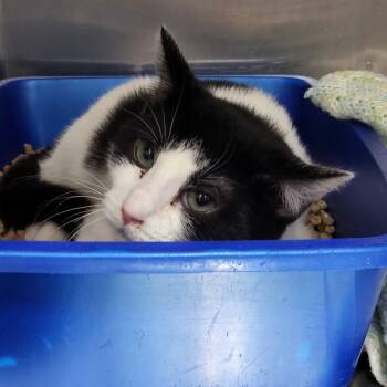 Rescue Domestic Short Hair Cats for Adoption in Idaho Falls, Idaho - Ursula | PetCurious