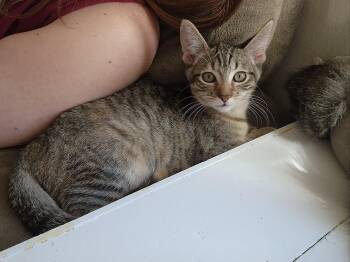 Milly -  Domestic Short Hair Cat for Adoption in Greenwood, Indiana - Milly | PetCurious