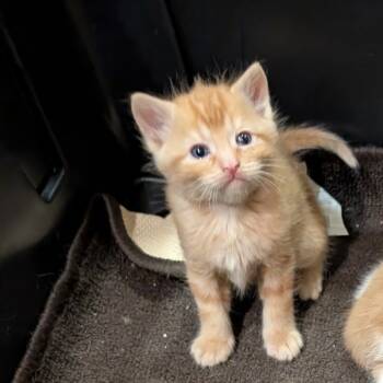 Rescue Domestic Short Hair Cats for Adoption in Wichita, Kansas - Justin | PetCurious