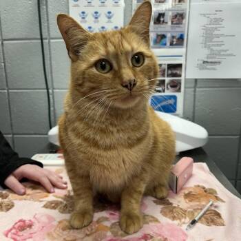 Domestic Short Hair Cats Available for Adoption in West Olive, Michigan - Windmill (Critter Barn) | PetCurious