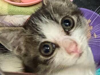 BUNNY -  Domestic Short Hair Cat for Adoption in Elizabethton, Tennessee - BUNNY | PetCurious