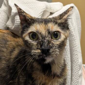 Pica Pepino -  Domestic Short Hair Cat for Adoption in Chicago, Illinois - Pica Pepino | PetCurious