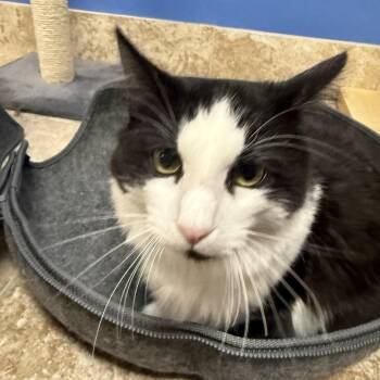 Domestic Long Hair Cats Available for Adoption - Timber | PetCurious