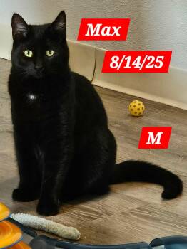 Max -  Domestic Short Hair Cat for Adoption in Gouverneur, New York - Max | PetCurious