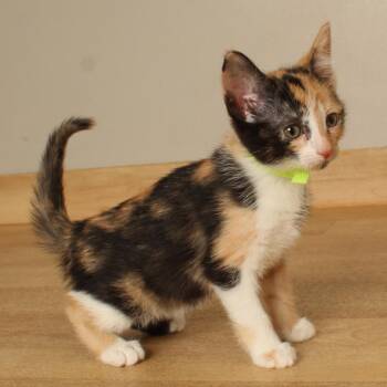 Cherry C71246 -  Domestic Short Hair Cat for Adoption in Minnetonka, Minnesota - Cherry C71246 | PetCurious
