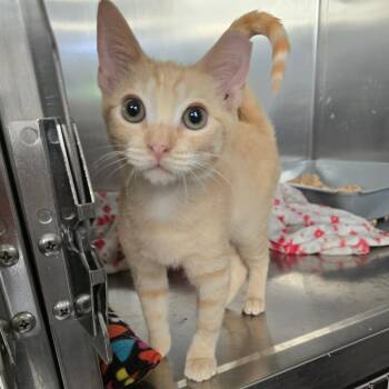 Pikachu -  Domestic Short Hair Cat for Adoption in Spokane, Washington - Pikachu | PetCurious