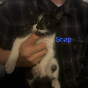 Snap -  Domestic Short Hair Cat for Adoption in Westminster, California - Snap | PetCurious