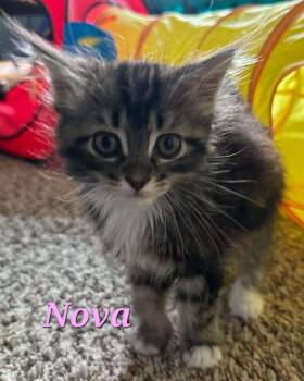 Nova -  Domestic Long Hair and Tabby Cat for Adoption in Morganton, North Carolina - Nova | PetCurious