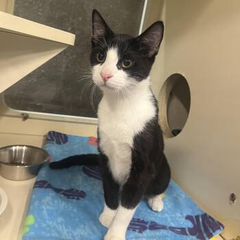 Domestic Short Hair Cats Available for Adoption in Oak Brook, Illinois - Criss Cross | PetCurious