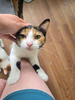 Pip -  Calico Cat for Adoption in Plumerville, Arkansas - Pip | PetCurious