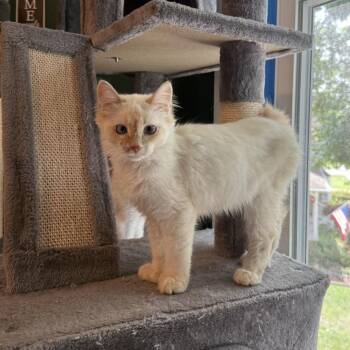 Coop -  Domestic Medium Hair and Siamese Cat for Adoption in Granville, Ohio - Coop | PetCurious