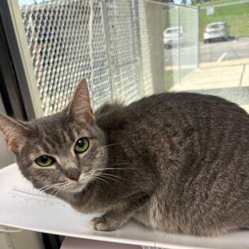 Belle -  Domestic Short Hair Cat for Adoption in Columbiana, Alabama - Belle | PetCurious