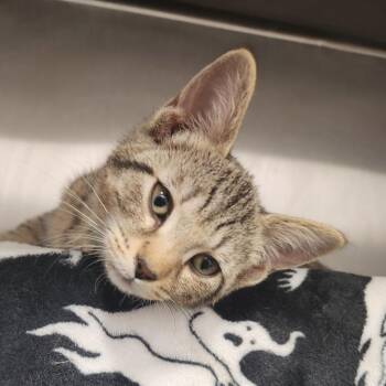 Tweety -  Domestic Short Hair Cat for Adoption in Fort Wayne, Indiana - Tweety | PetCurious