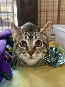 Rescue Domestic Short Hair Cats for Adoption in Riverside, California - Yuzu | PetCurious