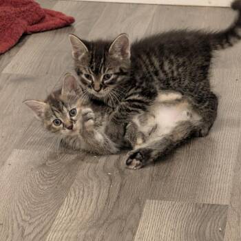 Goat C11871 -  Domestic Short Hair Cat for Adoption - Goat C11871 | PetCurious