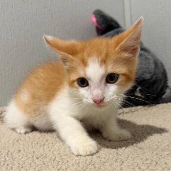 Leo -  Domestic Short Hair Cat for Adoption in Tampa, Florida - Leo | PetCurious