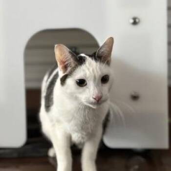 Domestic Short Hair Cats Available for Adoption - Optimus Prime | PetCurious