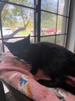 Crow -  Domestic Short Hair Cat for Adoption in Harbor Springs, Michigan - Crow | PetCurious