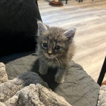 Choo Choo -  Domestic Short Hair Cat for Adoption in St. Louis, Missouri - Choo Choo | PetCurious