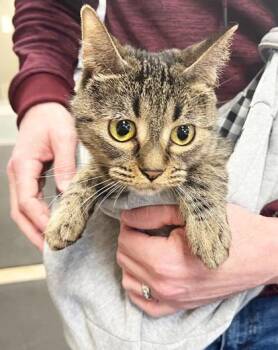Tabby Cats Available for Adoption - Lexi - Purrecious Cuddly Sweetheart! | PetCurious