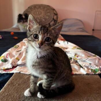 Curry -  American Shorthair Cat for Adoption in Westminster, California - Curry | PetCurious