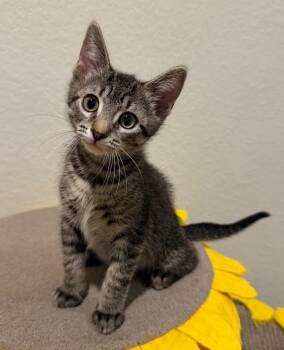 Clover -  Domestic Short Hair Cat for Adoption in Magnolia, Texas - Clover | PetCurious