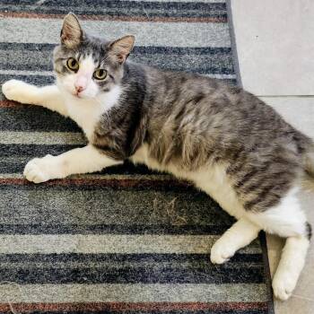 Rescue Domestic Short Hair Cats for Adoption in League City, Texas - Buddy | PetCurious