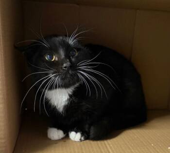 Domestic Short Hair Cats Available for Adoption - Xena | PetCurious