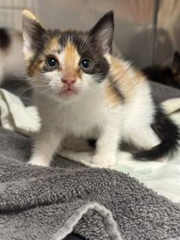MOCHA -  Domestic Short Hair Cat for Adoption in Albuquerque, New Mexico - MOCHA | PetCurious