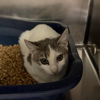 Pixie -  Domestic Short Hair Cat for Adoption in Flagstaff, Arizona - Pixie | PetCurious