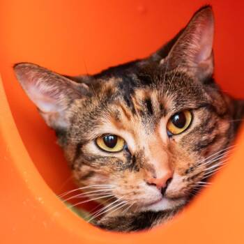 Ms. Maple Brown Sugar -  Domestic Short Hair Cat for Adoption in Middletown, Rhode Island - Ms. Maple Brown Sugar | PetCurious