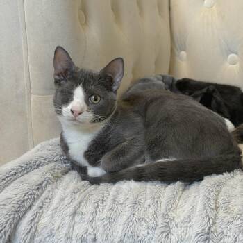 Levi -  Domestic Short Hair Cat for Adoption in Mastic, New York - Levi | PetCurious