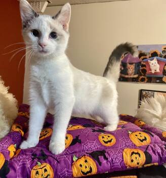 Ivy Mae -  Domestic Short Hair Cat for Adoption in Lacon, Illinois - Ivy Mae | PetCurious