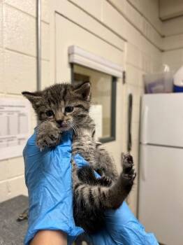Sloane -  Domestic Short Hair Cat for Adoption in Fruit Heights, Utah - Sloane | PetCurious