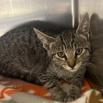 Michelangelo -  Domestic Short Hair Cat for Adoption in Brownsboro, Alabama - Michelangelo | PetCurious