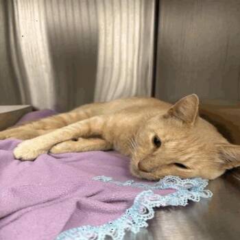 Creamcorn -  Domestic Short Hair Cat for Adoption in Indianapolis, Indiana - Creamcorn | PetCurious